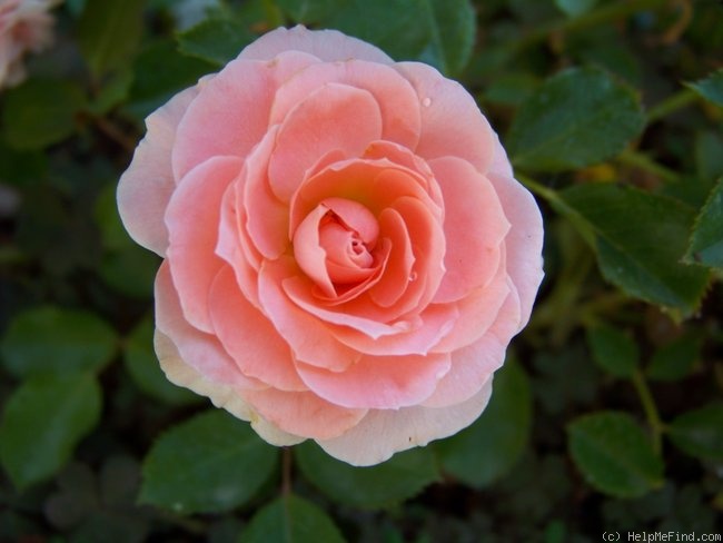 'Precious Dream' rose photo