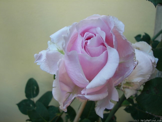 'Dolce Luna ®' rose photo