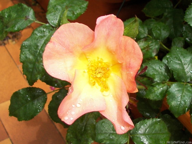 'Tramonto Estivo ®' rose photo