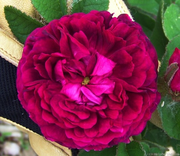 'Capitaine John Ingram' rose photo