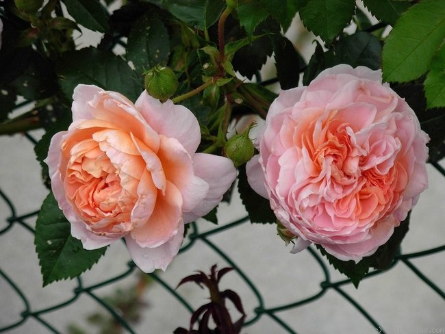 'Colette ® (hybrid tea, Meilland, 1994)' rose photo