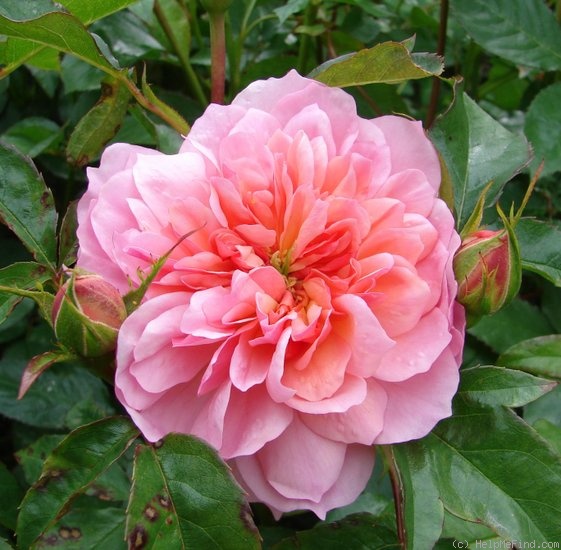 'Anne Boleyn' rose photo