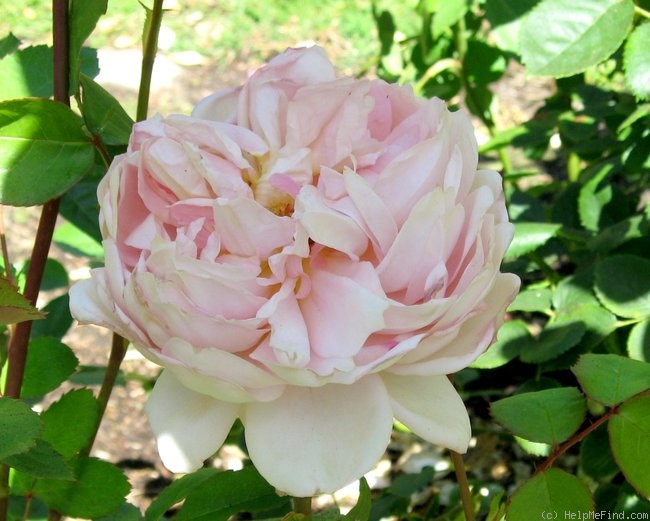'Carding Mill ™' rose photo