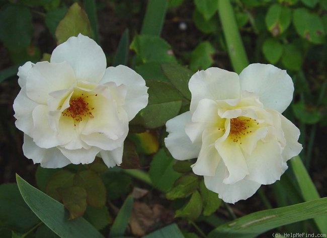 'Grand Prize ™ (floribunda, Zary, 2005)' rose photo