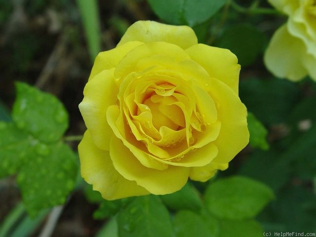 'Phyllis Diller ™' rose photo