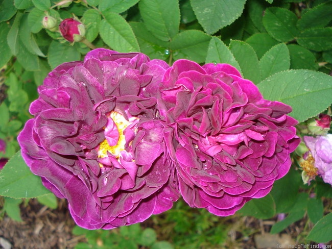 'Tuscany Superb' rose photo