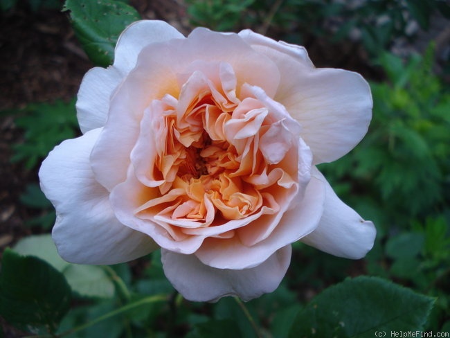 'Tea Clipper' rose photo