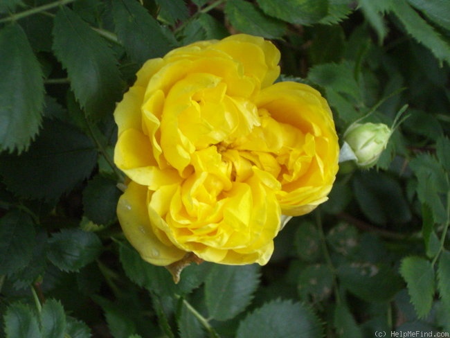 '<i>Rosa foetida</i> f. <i>persiana</i> hort. ex Rehder' rose photo
