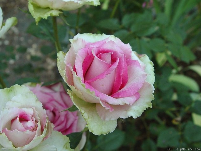 'Table Mountain' rose photo