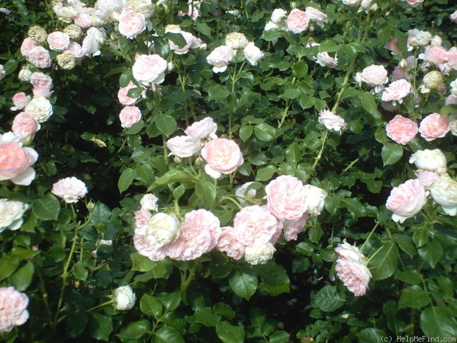 'Guy de Maupassant ®' rose photo