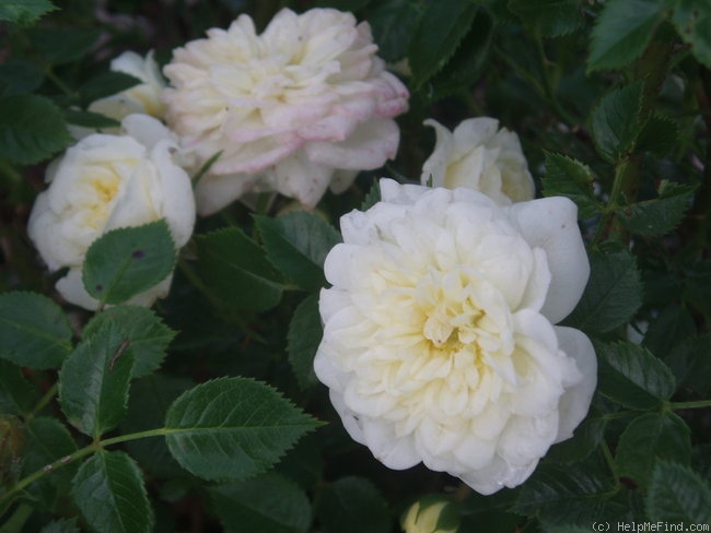 'White Bells ®' rose photo