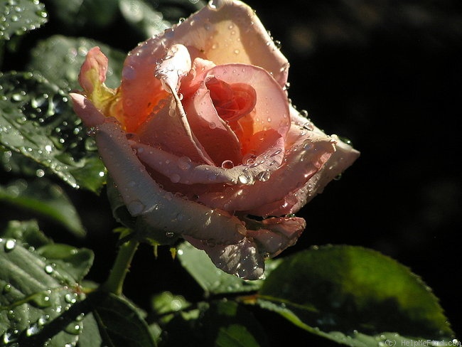 'Sunset Celebration ™' rose photo