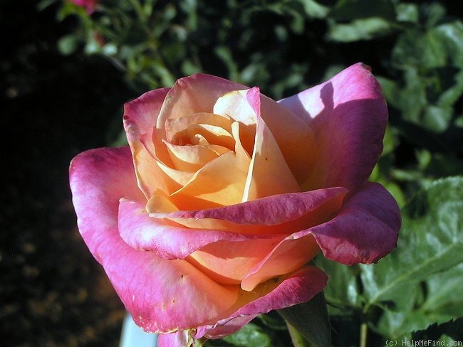'Heart of Gold (grandiflora, Dykstra, 1997)' rose photo