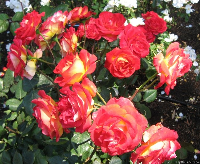'Roman Holiday' rose photo