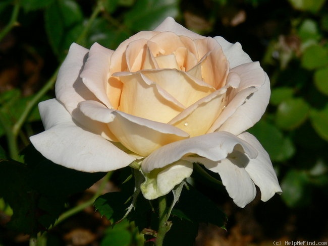 'Lod. Lavki' rose photo