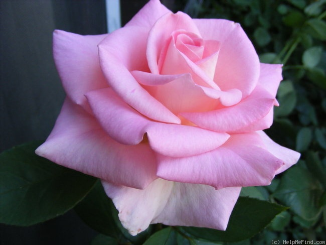 'Falling in Love ™' rose photo