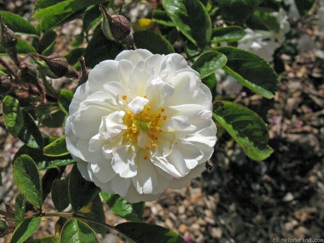 'Patricia Macoun' rose photo