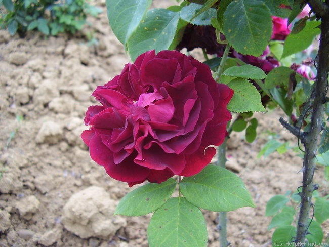 'Vulcan' rose photo