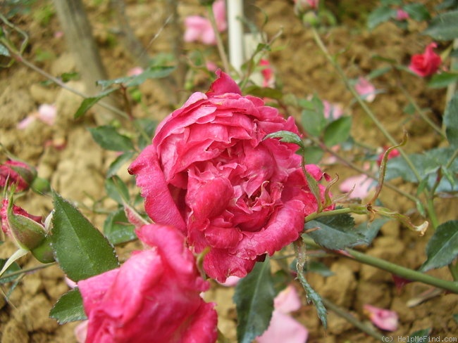 'Belle de Monza' rose photo
