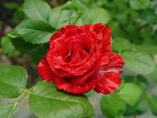 'Red Intuition' rose photo