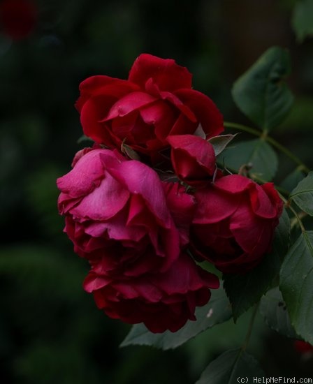 'Santana (climber, Tantau, 1985)' rose photo