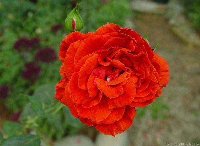 'Camara ®' rose photo