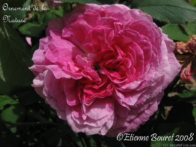 'Ornement de la Nature' Rose Photo