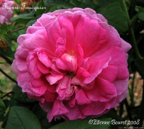 'Henri Foucquier' rose photo