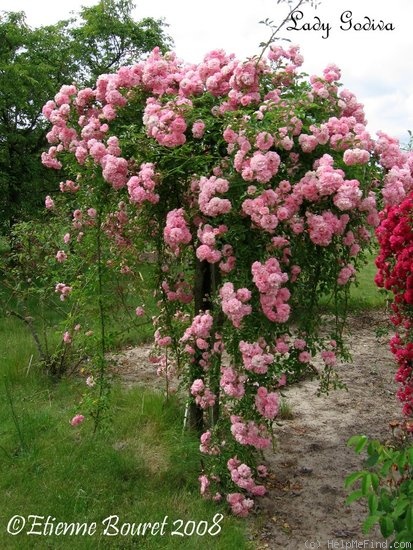 'Lady Godiva' rose photo