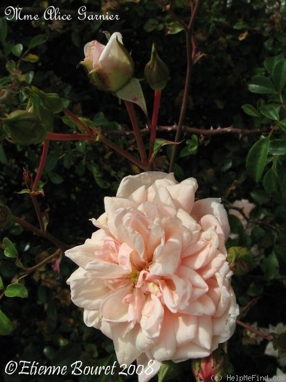 'Madame Alice Garnier' rose photo
