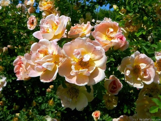 'Prairie Peace' rose photo