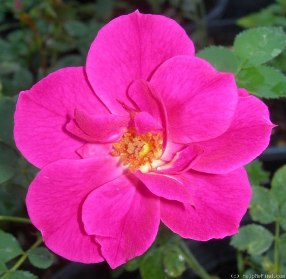 'GEAXGLPE' rose photo