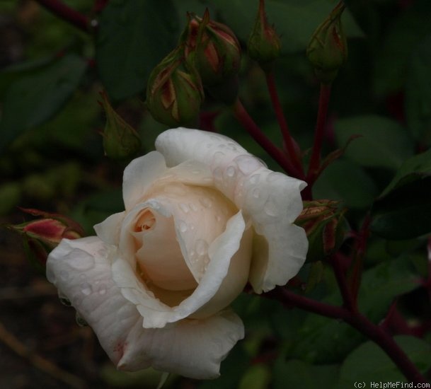 'Nelson's Pride' rose photo
