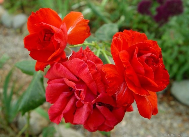 'Camara ®' rose photo