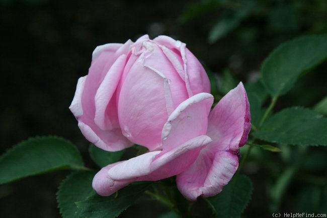 'Jean-Baptiste Casati' rose photo