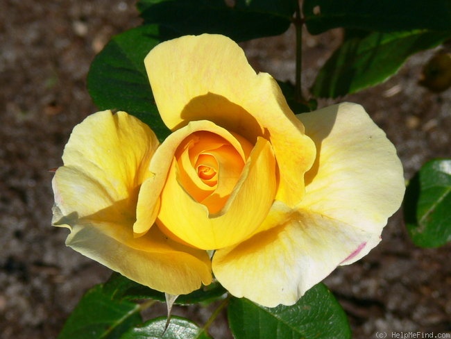 'Bataclan ®' rose photo