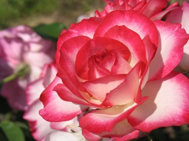 'Amy the Impatient Rose Grower'  photo