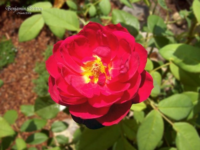 'Hawki's Rose Garden'  photo