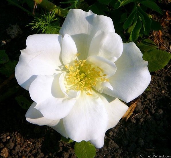 'Morden Snow Beauty' rose photo