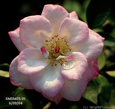'Splendid! (shrub, LeVan-Steklenski 2008)' rose photo
