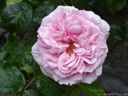 'Madame Edmond Laporte' rose photo
