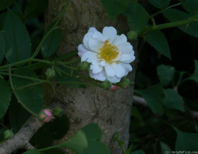 'The Garland' rose photo