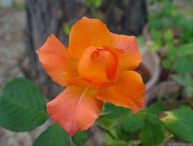 'Courtoise' rose photo