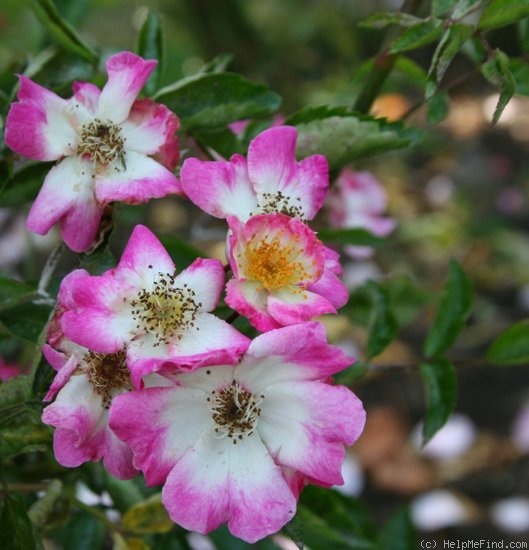'Ruby Ring' rose, click to enlarge 'Ruby Ring' rose photo