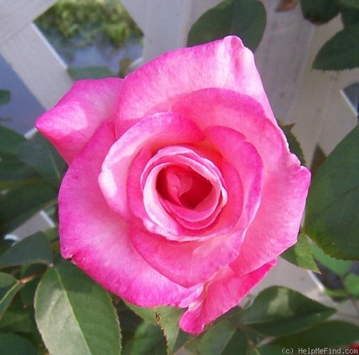 'Dr. Jack Bender' rose photo