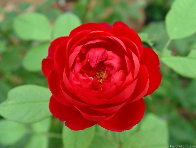 'Benjamin Britten' rose photo