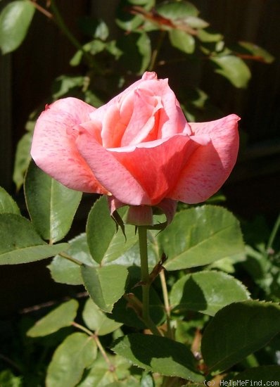 'Freckles' rose photo