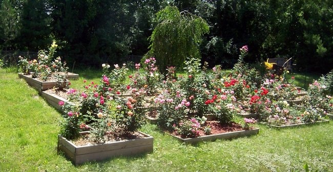 'Mike Gleason's Rose Gardens'  photo