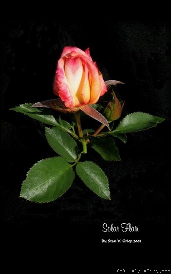 'Solar Flair (mini-flora, Benardella 2004)' rose photo