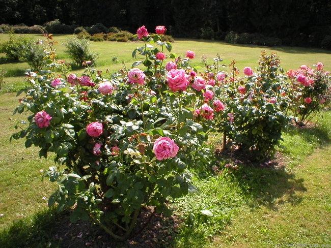'Koré' rose photo